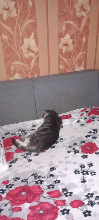Допоможіть знайти кота