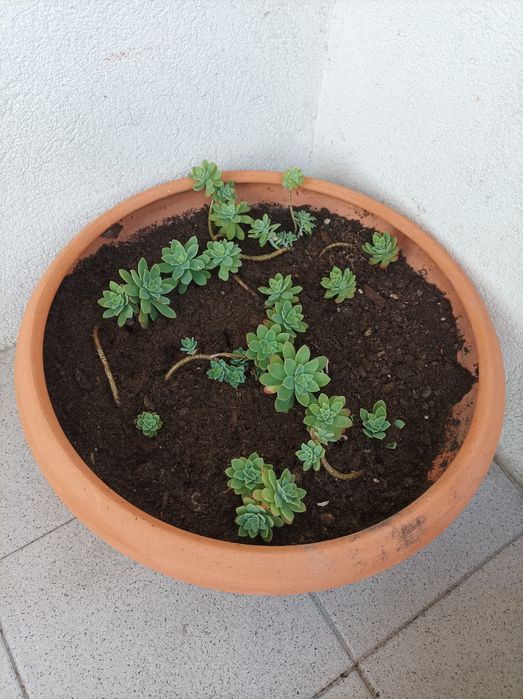 Vendo  vasoterracota com suculenta