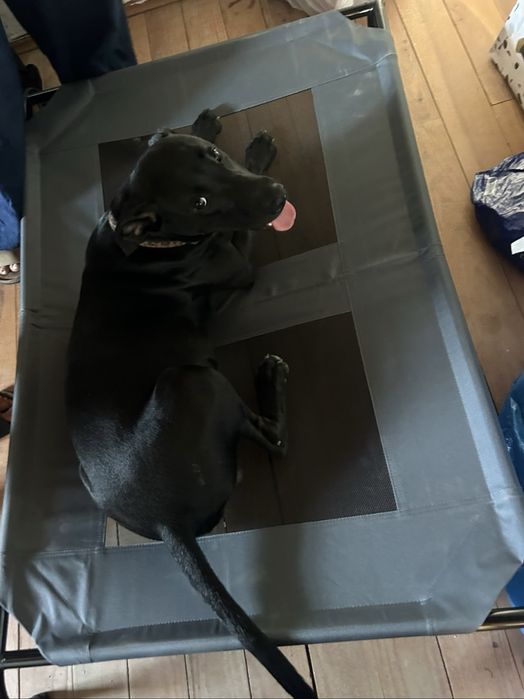 Cachorro para adoção responsável- URGENTEMENTE