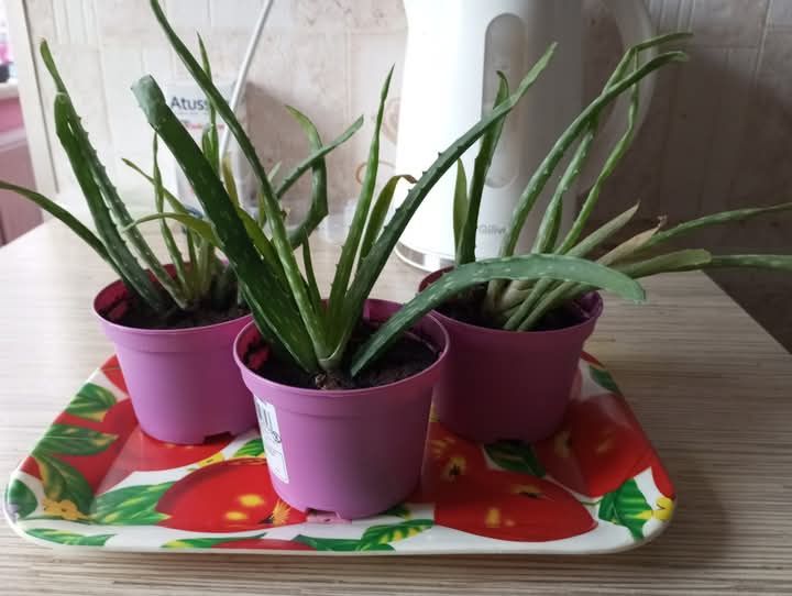 Nadwyżki Aloe Vera