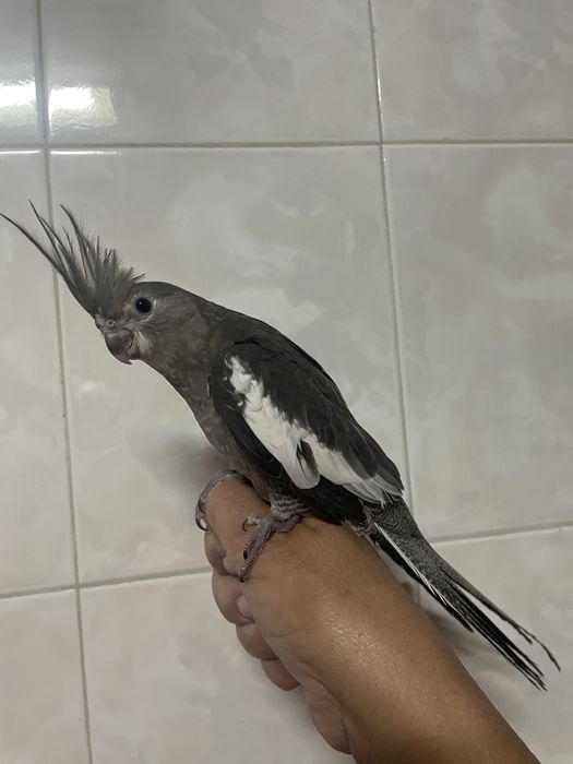 Caturras criadas à mão