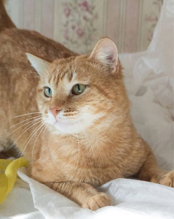 Шикарний рудий кіт в добрі руки!