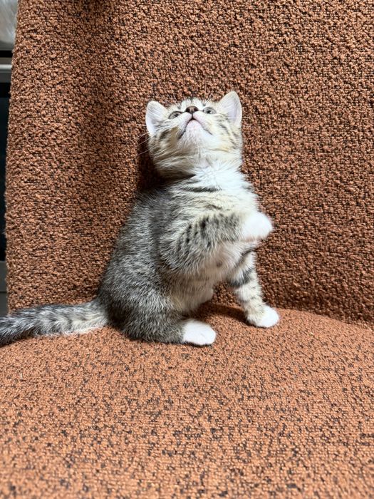 Кішечка Золотої тікірованої шиншили