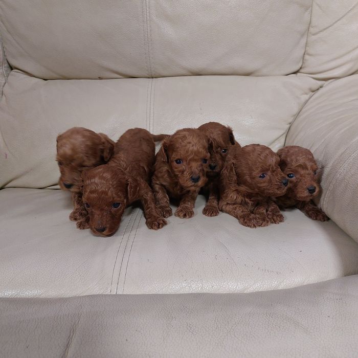 На бронь пуделята