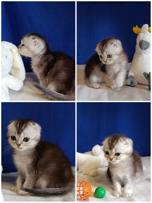 Розпродаж шотландських кошенят