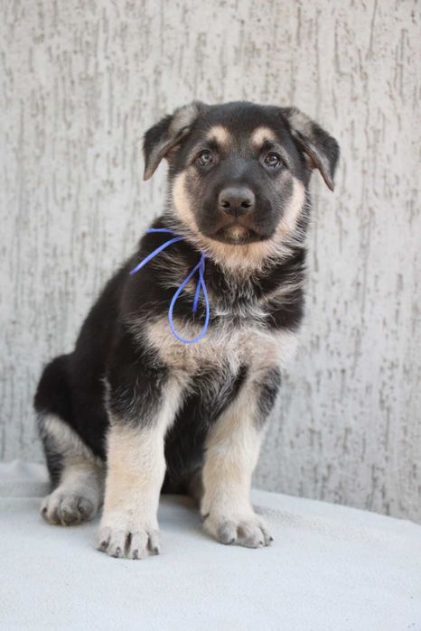 Східноєвропейська вівчарка