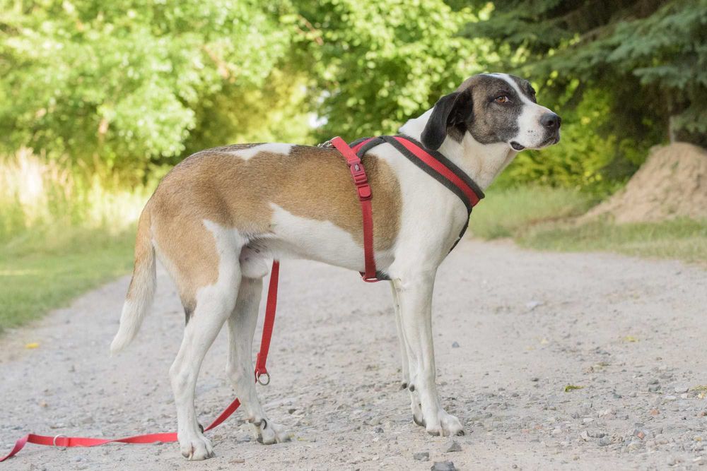 Karl - duży, aktywny w typie pointera