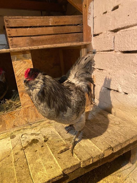 Амераукана півні