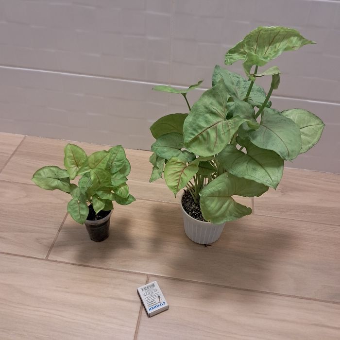 Сингониум  неон, манго, три короля . Взрослые, домашние. Недорого.