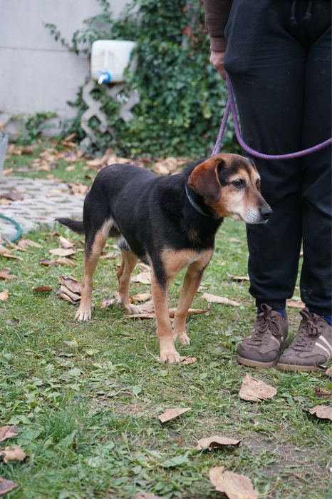 Piekny pies do adopcji