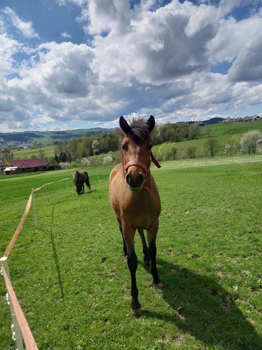 Wałach huculski, 1,5 roczny  Hucuł