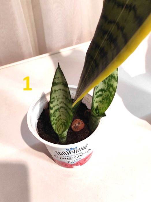 Сансевієрія Laurentii (Лауренті) -кімнатна рослина,вазон