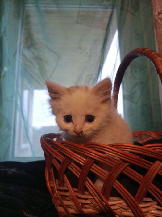 Віддам кошенят у добрі руки