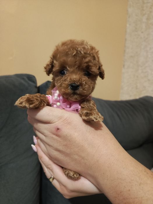 Cudny Reproduktor Pudel Toy wystawowy badania genetyczne