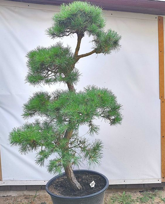 Bonsai Niwaki sosna pospoita