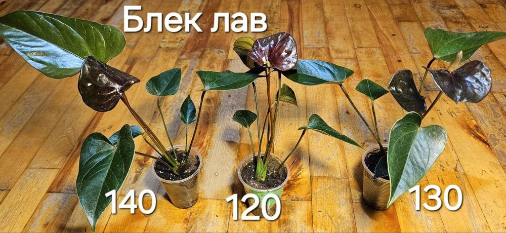 Антуріум чорний, Блек лав.