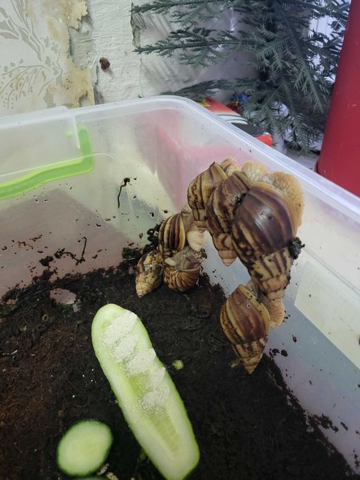 Улітки Ахатіни для процедур