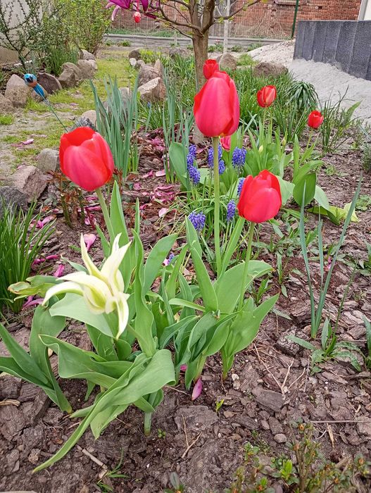 Warzywa i owoce prosto z ogrodu