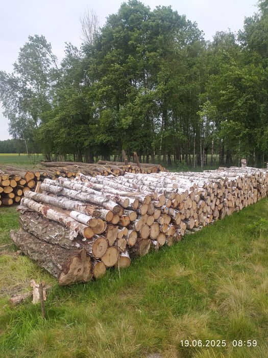 Drzewo , drewno opałowe, opał , drewno tartaczne,dłużyca.