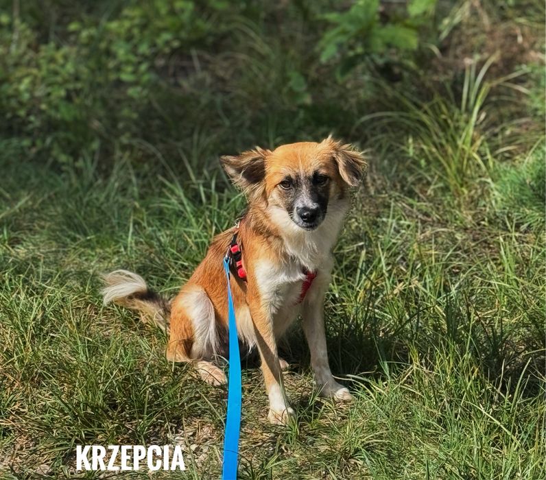 Delikatna, nieśmiała, 7 kg, 1 rok Krzepcia do adopcji