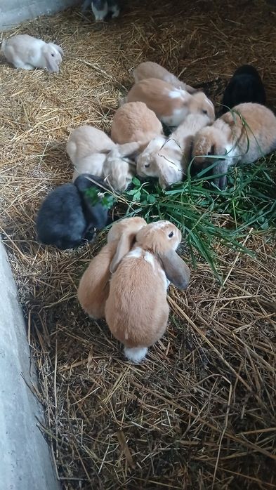 Króliki młode, 8 tygodni