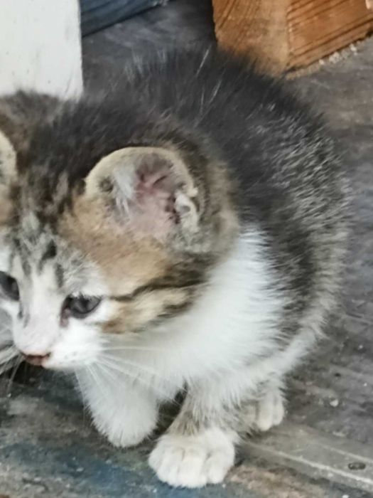 Котята бесплатно