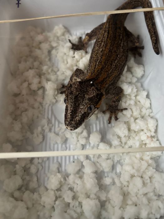 Gekon z nowej kaledoni