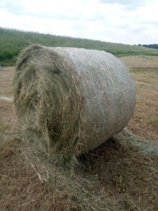 Siano w balotach 150