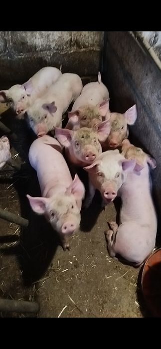 Поросята домашні.