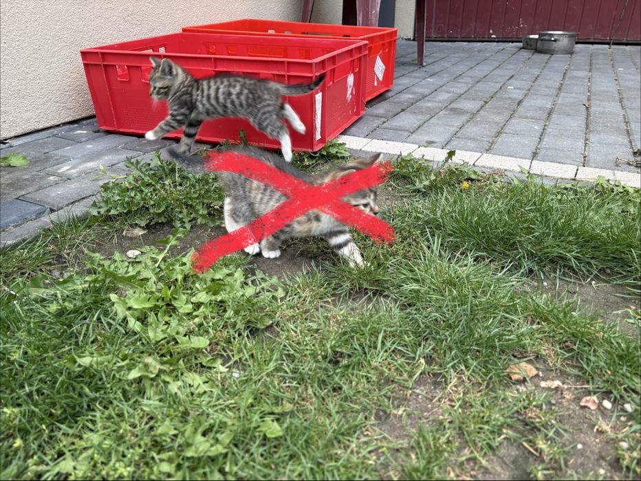 Oddam kotki w dobre ręce