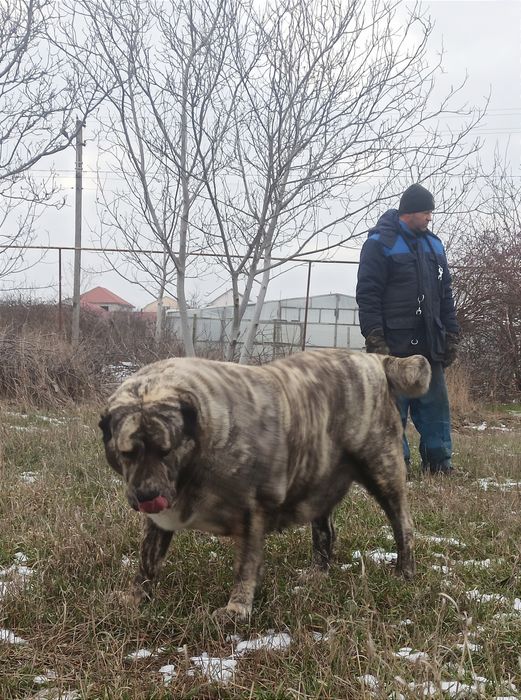 Щенки САО ( алабай )
