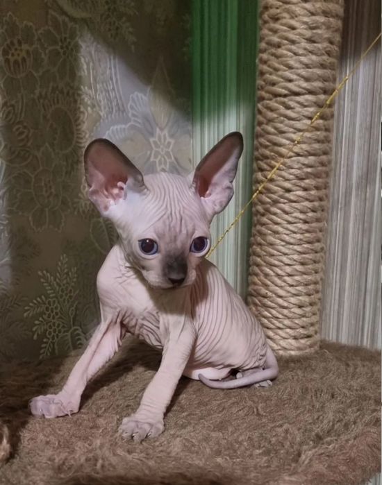 Канадські сфінкси