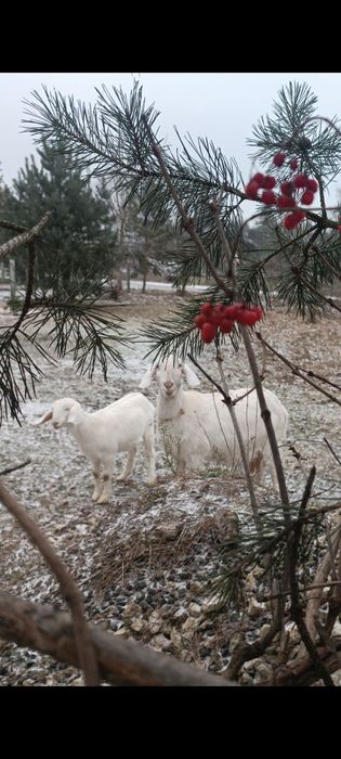 Нубійські кози. Обмін