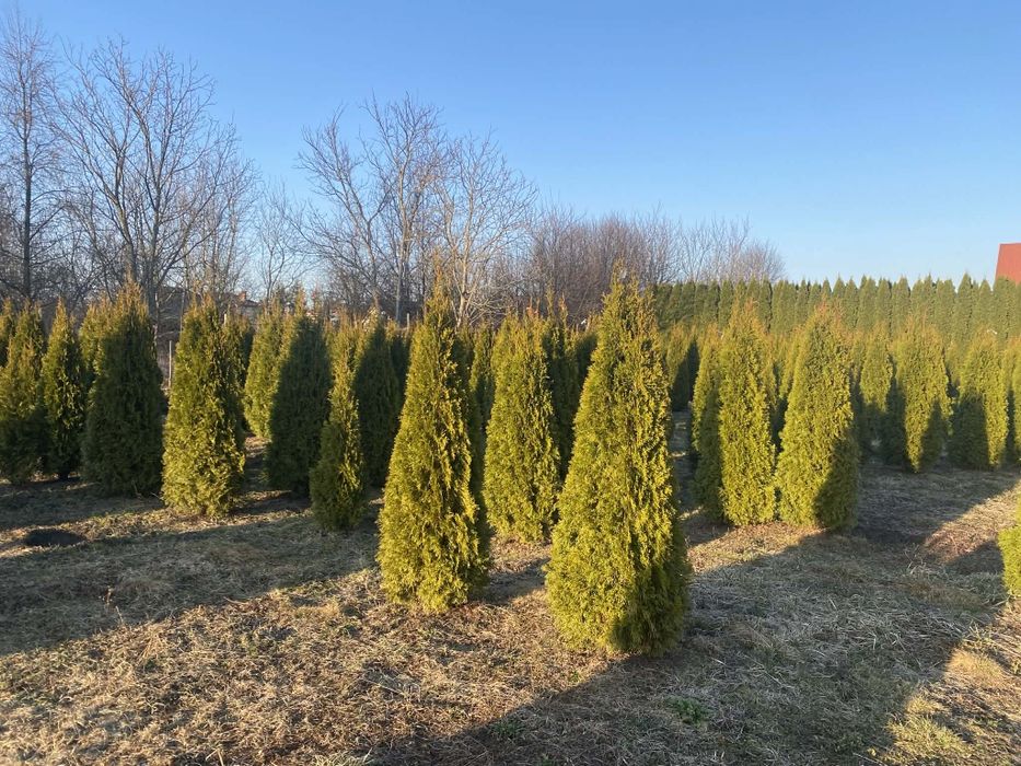 OKAZJA! Tuje tuja thuja szmaragd smaragd 200-220cm