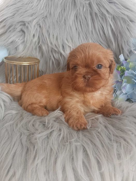 Unikatowy piesek rasy Shih-Tzu szuka nowego kochającego domku