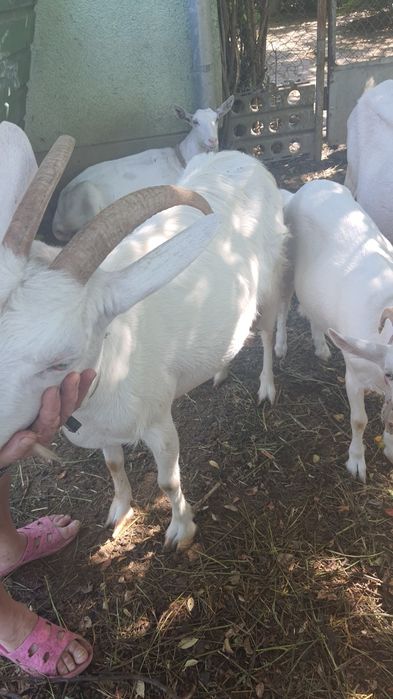 Продається козочка зааненської породи ,молочна лінія,молоко без запаху