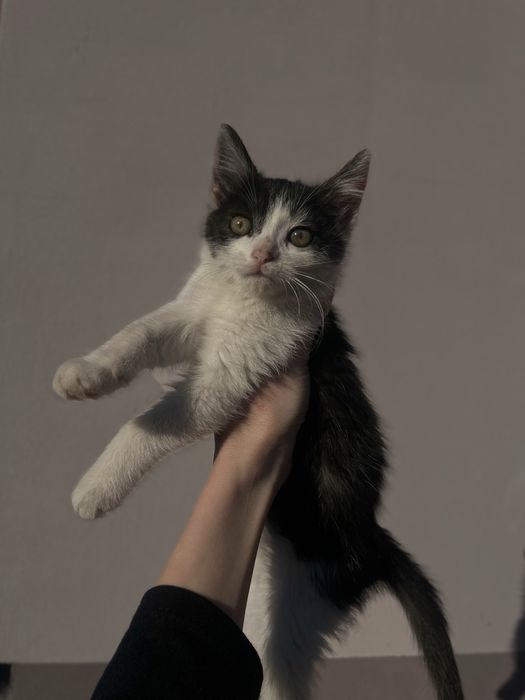 Віддам кошенят безкоштовно