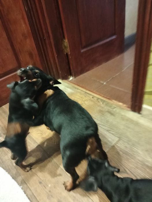 Цуценята цвєргпінчера