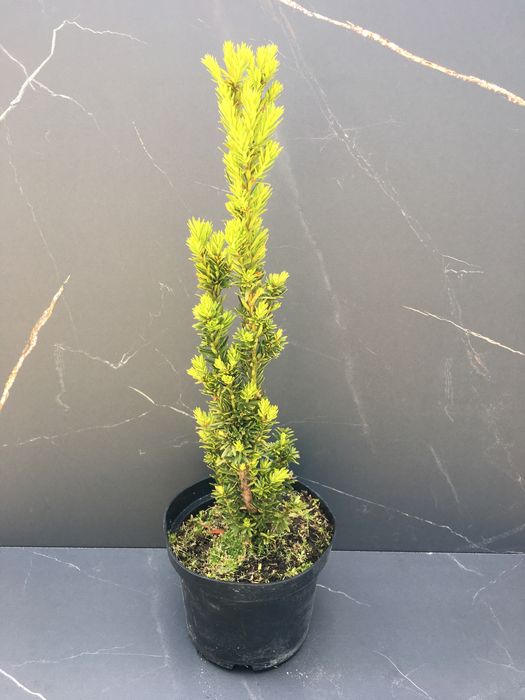 Cis pospolity (taxus media hilii)