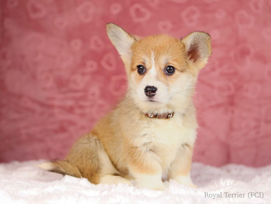 suczka Welsh Corgi Pembroke ZKWP/FCI po championie