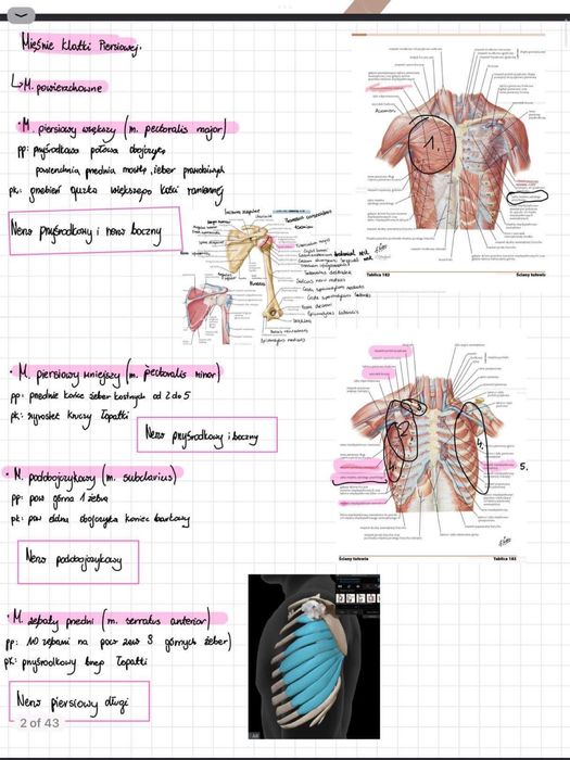 Anatomia notatki idealne na 1 rok studiow PDF