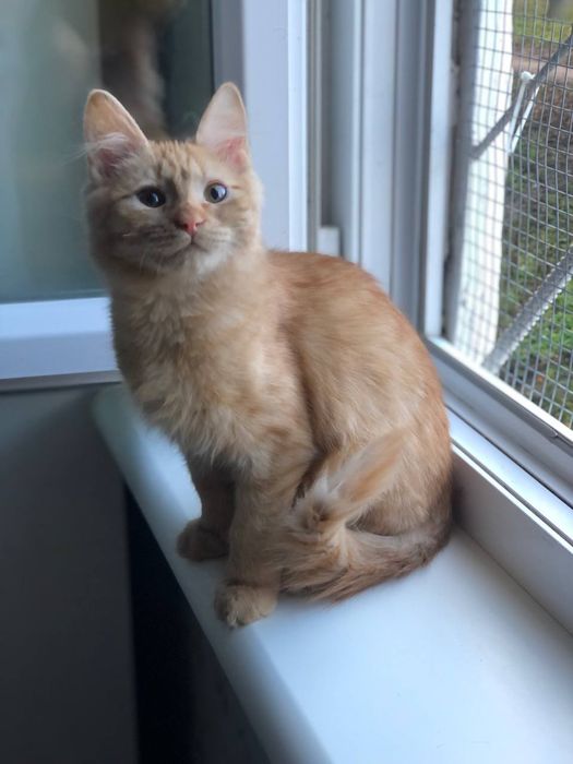 Котенок мальчик 4 месяца бесплатно