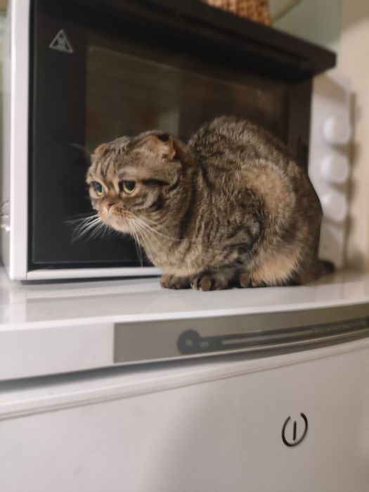 Кошка Scottish fold вислоухая