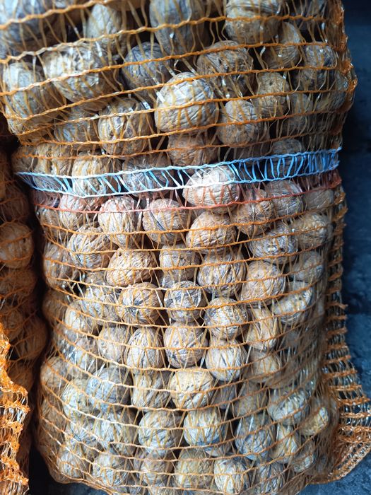 Orzechy włoskie tegoroczne