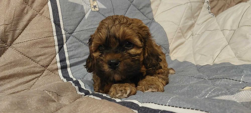 Piękny piesek Shih po