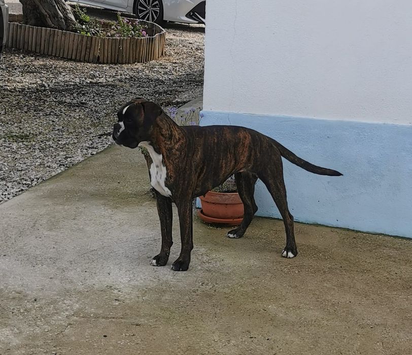 Boxer - Macho Tigrado