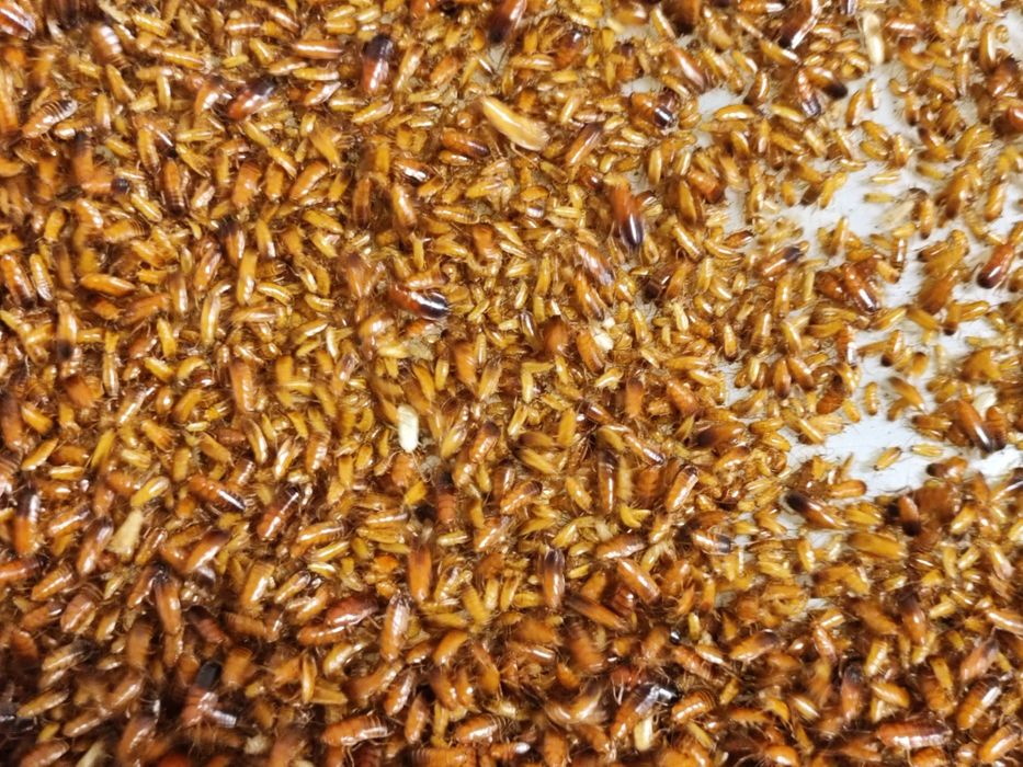 Karaczan turecki 1000 sztuk wylęg i 1000 sztuk 0,5-1cm