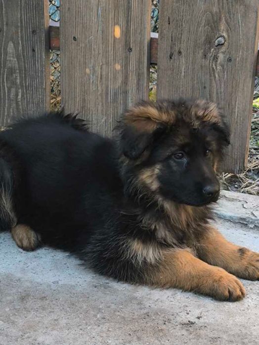 Щенки немецкой овчарки