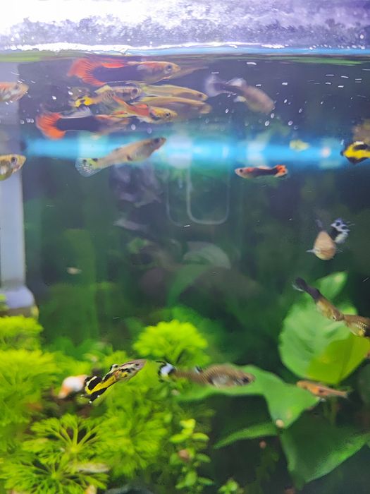 Guppys Sortidos
Vendo Guppys sa