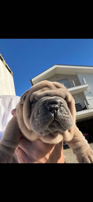 Sharpei creme Lindo!Top